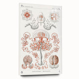 Modern Wall Art - Intricate Anthomedusae Nature-Inspired Design