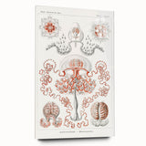 Modern Wall Art - Intricate Anthomedusae Nature-Inspired Design