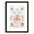 Modern Wall Art - Intricate Anthomedusae Nature-Inspired Design