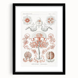 Modern Wall Art - Intricate Anthomedusae Nature-Inspired Design