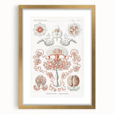 Modern Wall Art - Intricate Anthomedusae Nature-Inspired Design