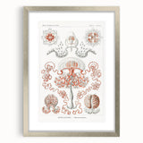 Modern Wall Art - Intricate Anthomedusae Nature-Inspired Design