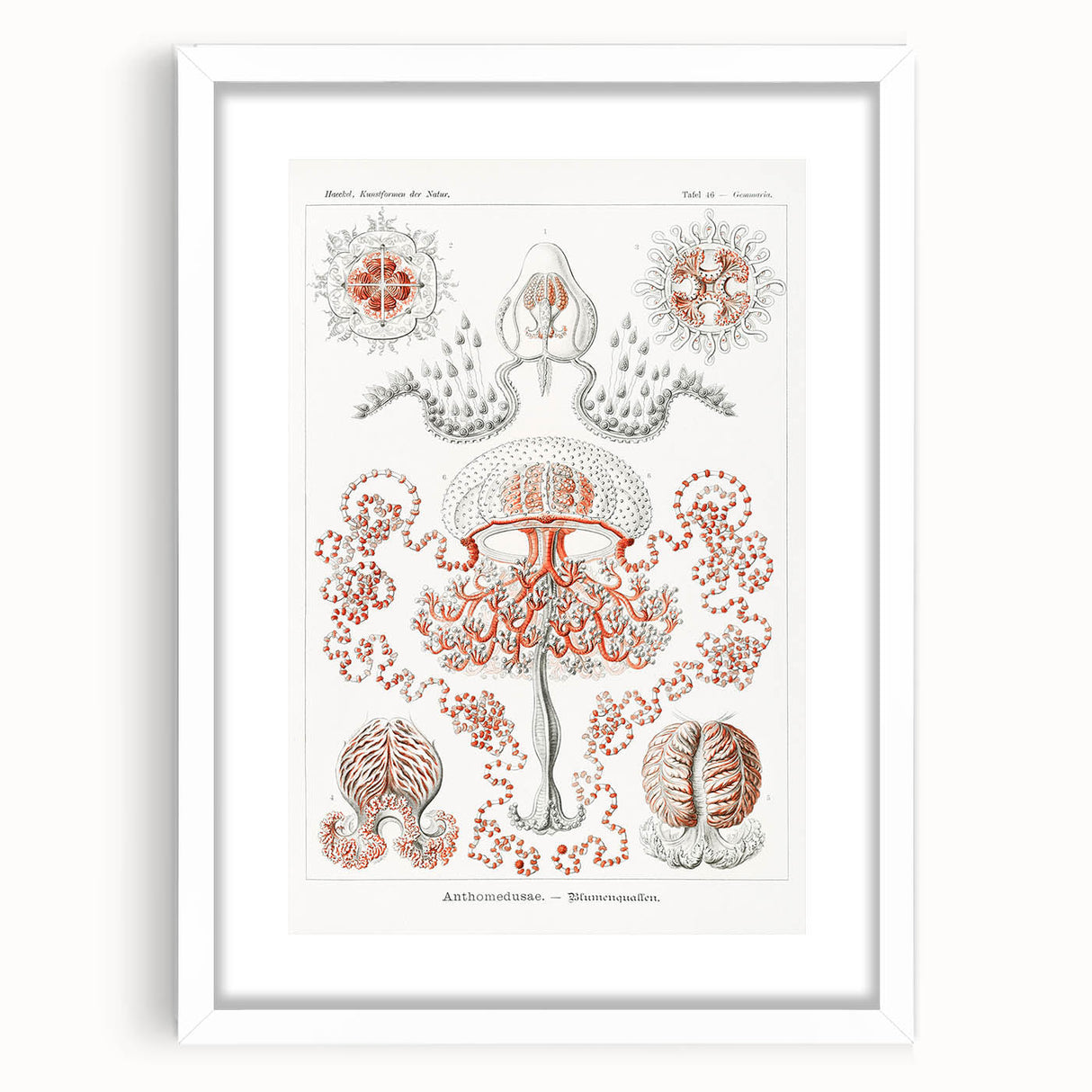 Modern Wall Art - Intricate Anthomedusae Nature-Inspired Design