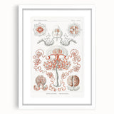 Modern Wall Art - Intricate Anthomedusae Nature-Inspired Design