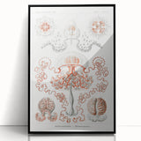 Modern Wall Art - Intricate Anthomedusae Nature-Inspired Design