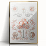 Modern Wall Art - Intricate Anthomedusae Nature-Inspired Design
