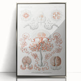 Modern Wall Art - Intricate Anthomedusae Nature-Inspired Design