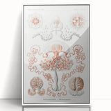 Modern Wall Art - Intricate Anthomedusae Nature-Inspired Design