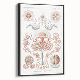 Modern Wall Art - Intricate Anthomedusae Nature-Inspired Design