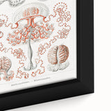 Modern Wall Art - Intricate Anthomedusae Nature-Inspired Design