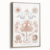 Modern Wall Art - Intricate Anthomedusae Nature-Inspired Design