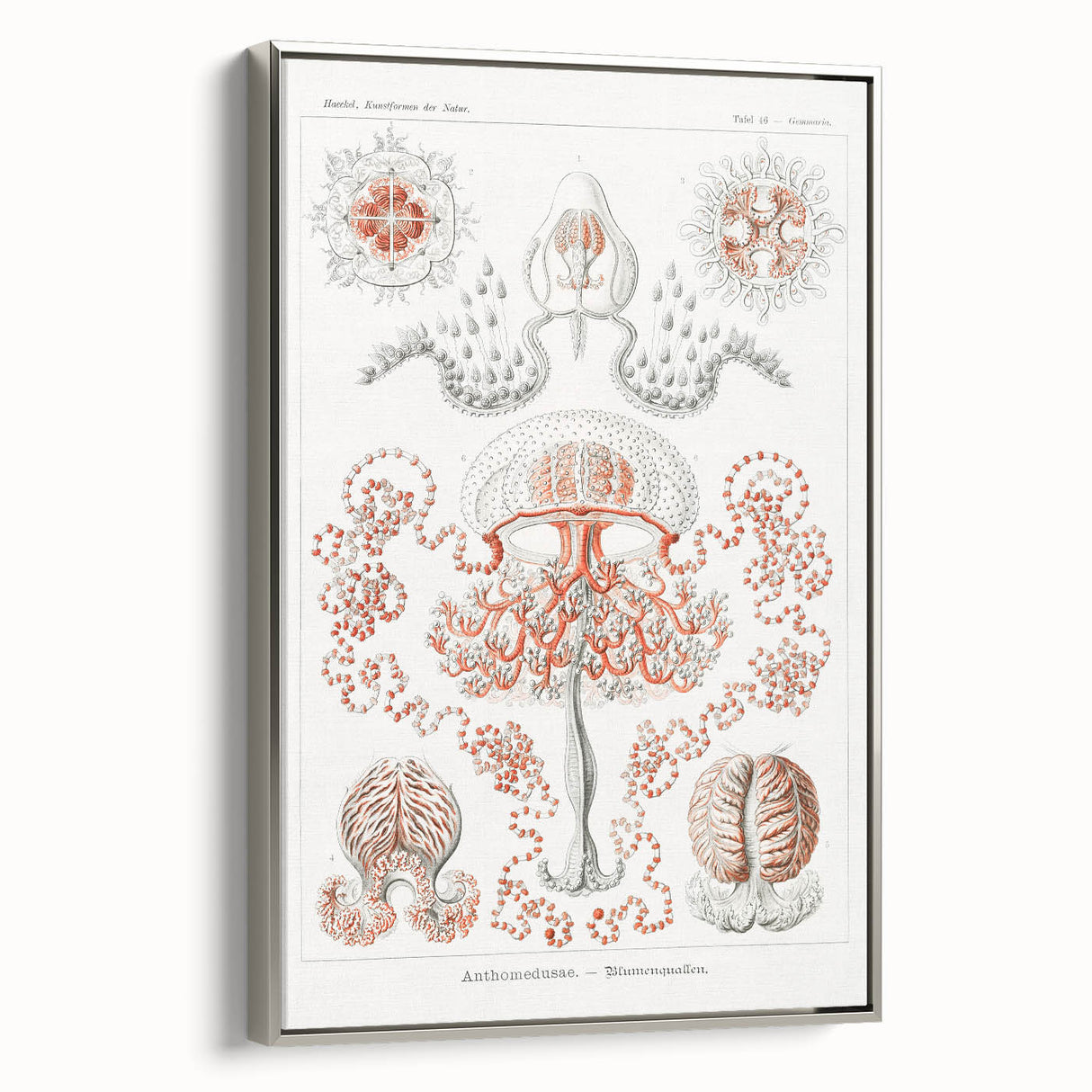 Modern Wall Art - Intricate Anthomedusae Nature-Inspired Design