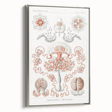 Modern Wall Art - Intricate Anthomedusae Nature-Inspired Design
