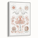 Modern Wall Art - Intricate Anthomedusae Nature-Inspired Design
