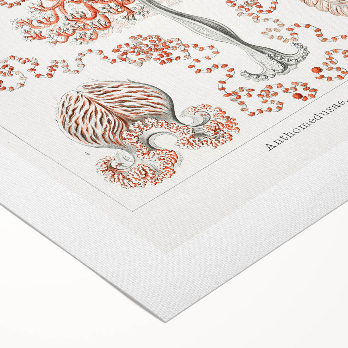 Modern Wall Art - Intricate Anthomedusae Nature-Inspired Design