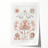 Modern Wall Art - Intricate Anthomedusae Nature-Inspired Design