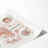 Modern Wall Art - Intricate Anthomedusae Nature-Inspired Design