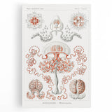 Modern Wall Art - Intricate Anthomedusae Nature-Inspired Design