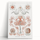 Modern Wall Art - Intricate Anthomedusae Nature-Inspired Design