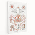 Modern Wall Art - Intricate Anthomedusae Nature-Inspired Design