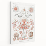 Modern Wall Art - Intricate Anthomedusae Nature-Inspired Design