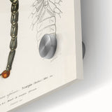 Romanticism Art: Emperor Scorpion Illustration Canvas Print