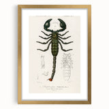 Romanticism Art: Emperor Scorpion Illustration Canvas Print
