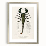 Romanticism Art: Emperor Scorpion Illustration Canvas Print