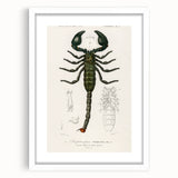 Romanticism Art: Emperor Scorpion Illustration Canvas Print