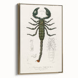 Romanticism Art: Emperor Scorpion Illustration Canvas Print