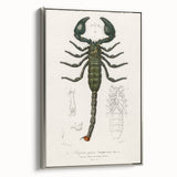 Romanticism Art: Emperor Scorpion Illustration Canvas Print