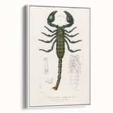 Romanticism Art: Emperor Scorpion Illustration Canvas Print
