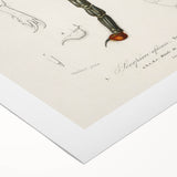 Romanticism Art: Emperor Scorpion Illustration Canvas Print