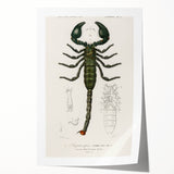 Romanticism Art: Emperor Scorpion Illustration Canvas Print