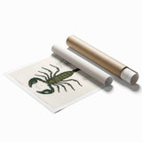 Romanticism Art: Emperor Scorpion Illustration Canvas Print