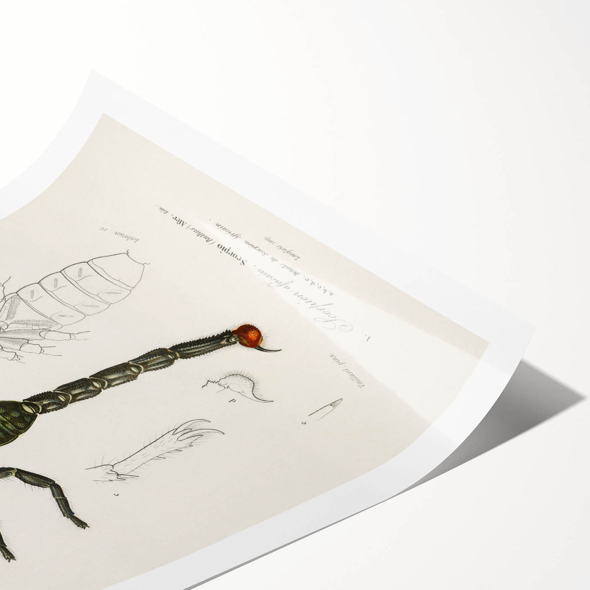 Romanticism Art: Emperor Scorpion Illustration Canvas Print
