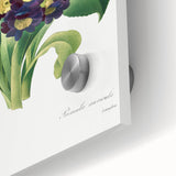 Neoclassical Art Prints: Primula Auricula (1827) by Pierre-Joseph Redouté