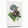 Neoclassical Art Prints: Primula Auricula (1827) by Pierre-Joseph Redouté