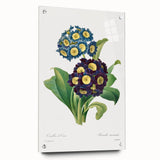 Neoclassical Art Prints: Primula Auricula (1827) by Pierre-Joseph Redouté