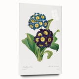 Neoclassical Art Prints: Primula Auricula (1827) by Pierre-Joseph Redouté
