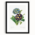 Neoclassical Art Prints: Primula Auricula (1827) by Pierre-Joseph Redouté