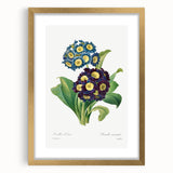 Neoclassical Art Prints: Primula Auricula (1827) by Pierre-Joseph Redouté