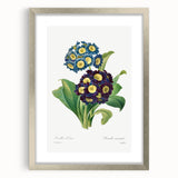 Neoclassical Art Prints: Primula Auricula (1827) by Pierre-Joseph Redouté