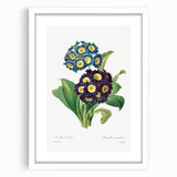 Neoclassical Art Prints: Primula Auricula (1827) by Pierre-Joseph Redouté