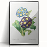 Neoclassical Art Prints: Primula Auricula (1827) by Pierre-Joseph Redouté
