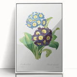 Neoclassical Art Prints: Primula Auricula (1827) by Pierre-Joseph Redouté