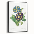 Neoclassical Art Prints: Primula Auricula (1827) by Pierre-Joseph Redouté