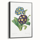 Neoclassical Art Prints: Primula Auricula (1827) by Pierre-Joseph Redouté