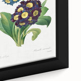 Neoclassical Art Prints: Primula Auricula (1827) by Pierre-Joseph Redouté