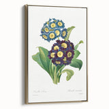 Neoclassical Art Prints: Primula Auricula (1827) by Pierre-Joseph Redouté